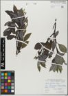 Foto von Salix glabra Scop.